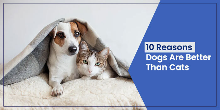 10 Reasons Dogs Are Better Than Cats