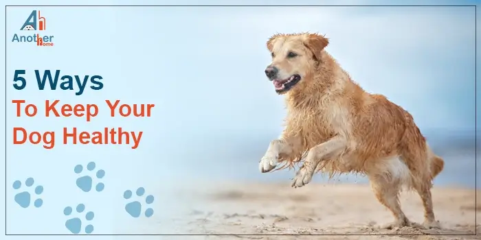 5 Ways To Keep Your Dog Healthy