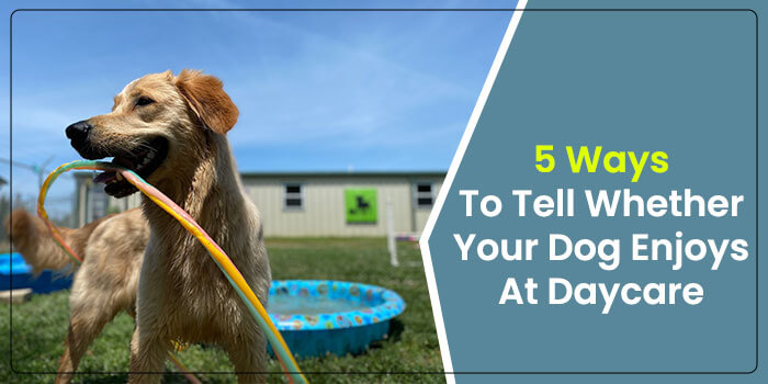 5 Ways To Tell Whether Your Dog Enjoys At Daycare