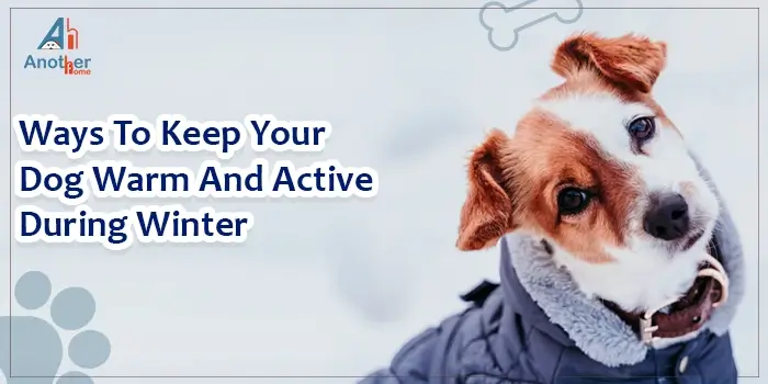 6 Ways To Keep Your Dog Warm And Active During Winter