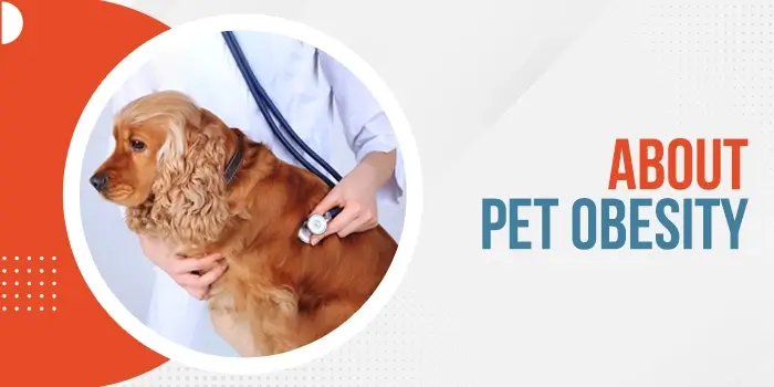 About Pet Obesity, Its Risks & How To Prevent It?