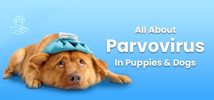 All About Parvovirus In Puppies And Dogs: Symptoms, Diagnosis, Preventive Measures And Vaccination