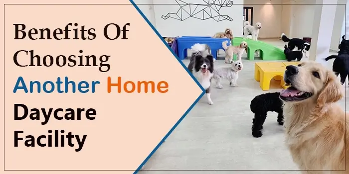 Benefits Of Choosing Another Home Dog Daycare Facility