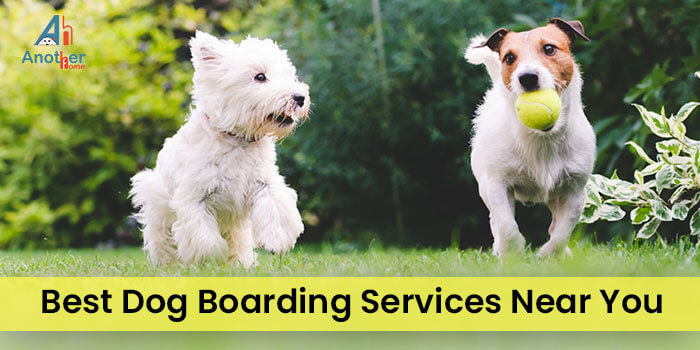 The Best Dog Boarding Services Near You to Trust