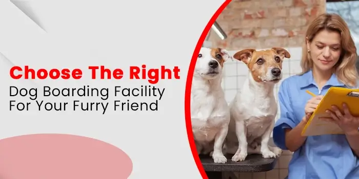 Choose The Right Dog Boarding Facility For Your Furry Friend