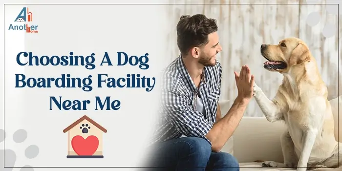 Choosing A Dog Boarding Facility Near Me