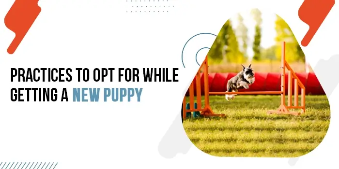 Common Practices To Opt For While Getting A New Puppy