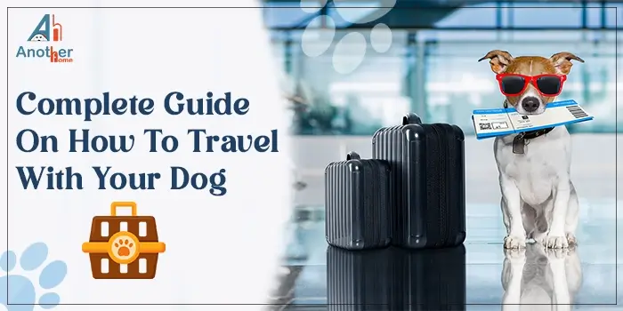 Complete Guide On How To Travel With Your Dog