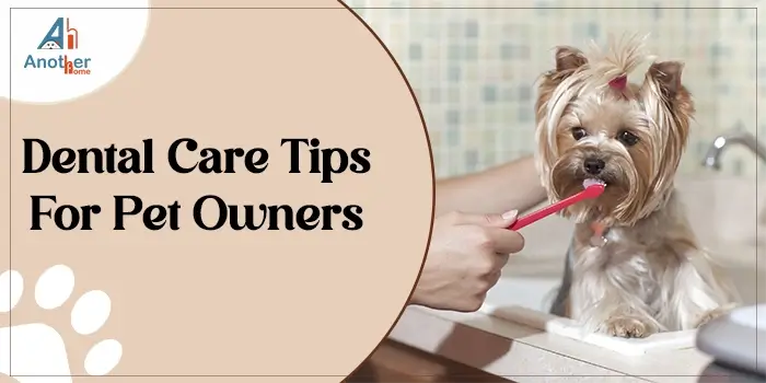 Dental Care Tips For Pet Owners