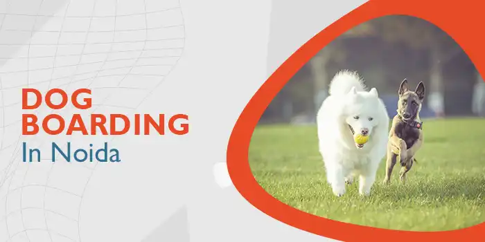 Dog Boarding In Noida