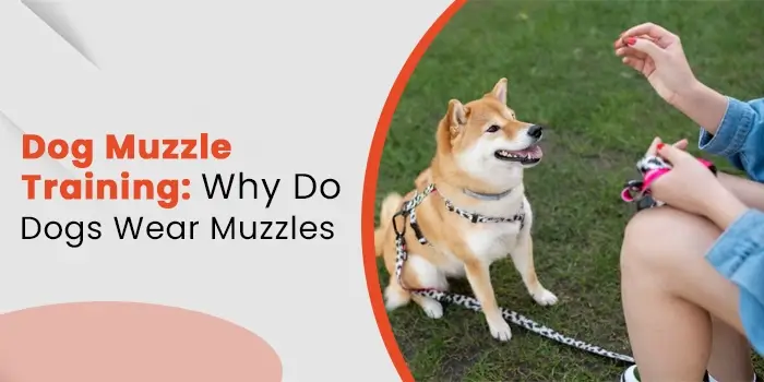 Dog Muzzle Training: Why Do Dogs Wear Muzzles