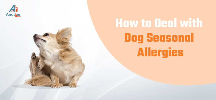 How to Deal with Dog Seasonal Allergies?