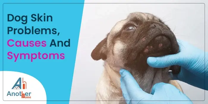 8 Common Dog Skin Problems, Causes And Symptoms