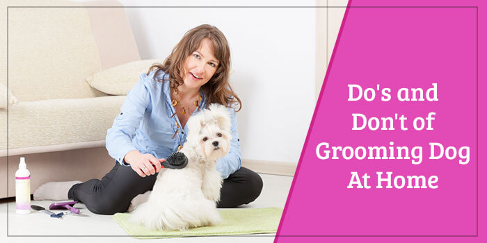 Do's And Don't Of Grooming Dog At Home