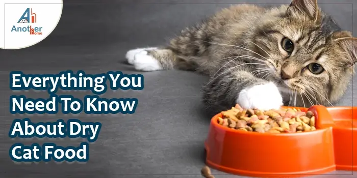 Everything You Need To Know About Dry Cat Food