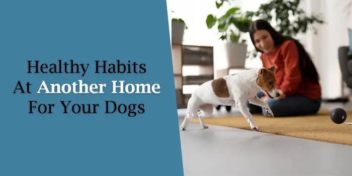 Healthy Habits At Another Home For Your Dogs