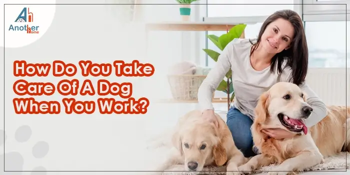 How Do You Take Care of a Dog When You Work?