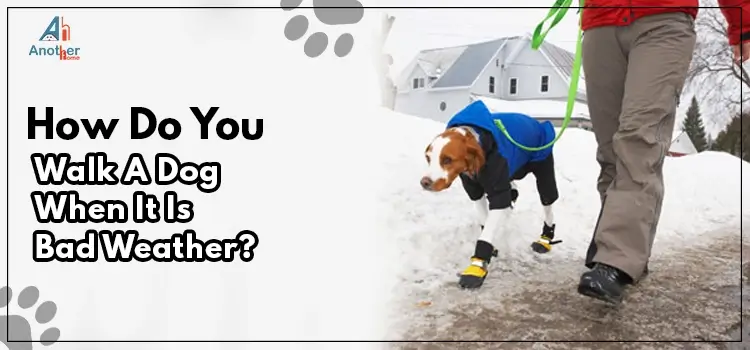 How Do You Walk A Dog When It Is Bad Weather?