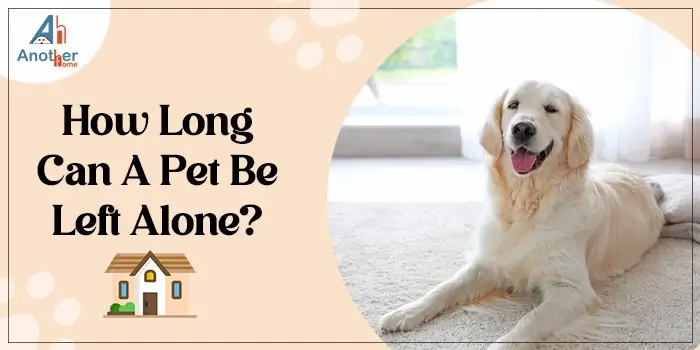 How Long Can A Pet Be Left Alone?