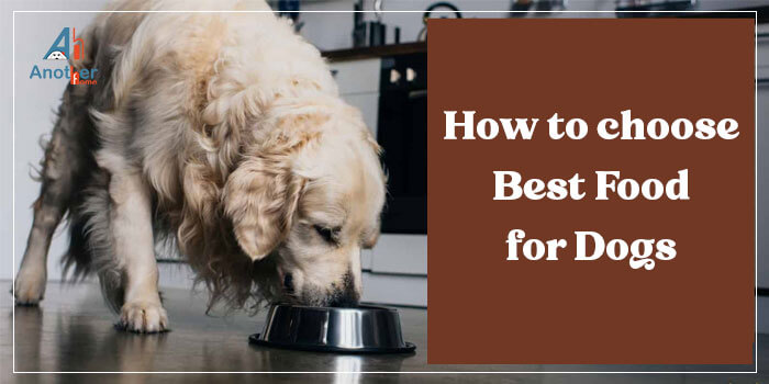 How to Choose Best Food for Dogs