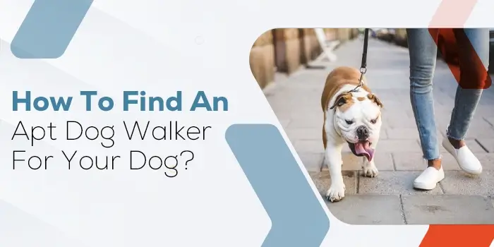 How To Find An Apt Dog Walker For Your Dog?