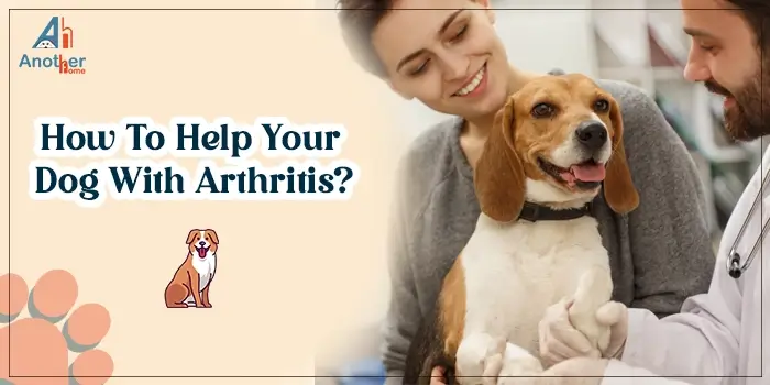 How To Help Your Dog With Arthritis?