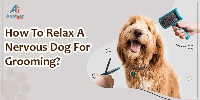 How To Relax A Nervous Dog For Grooming?