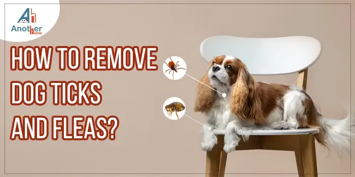 How To Remove Dog Ticks And Fleas With The Right Treatments?