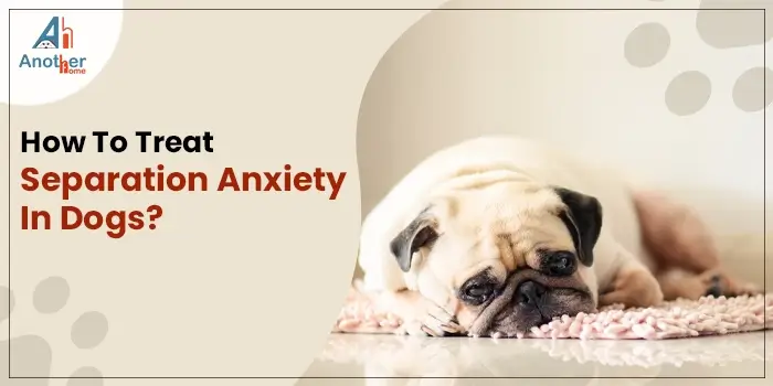 How To Treat Separation Anxiety In Dogs?