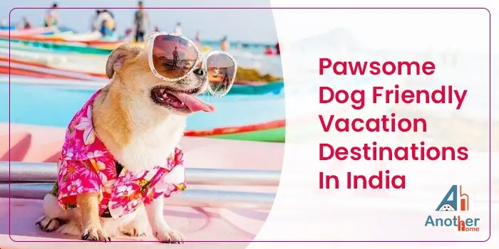 Top 8 Pawsome Dog Friendly Vacation Destinations In India
