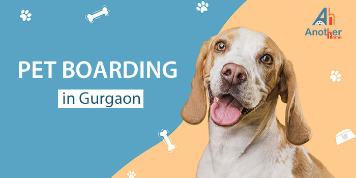 Best Pet Boarding in Gurgaon That You Can Trust