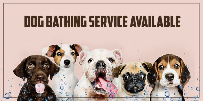 Professional Dog Bathing Service In Delhi/NCR