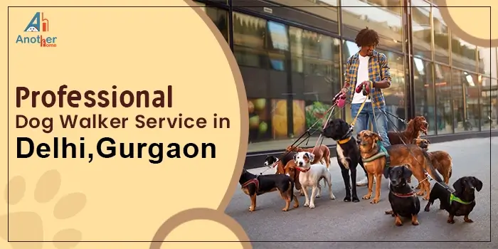 Professional Dog Walker Service In Delhi And Gurgaon