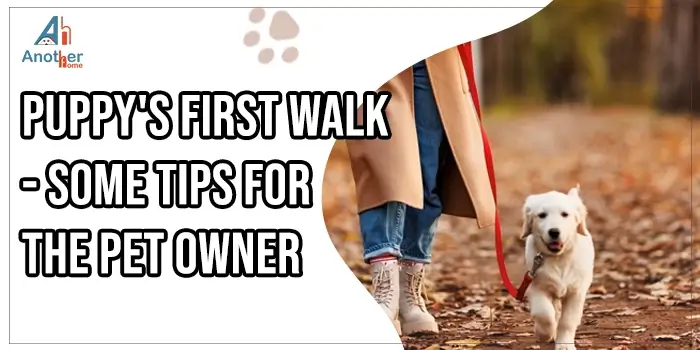 Puppy's First Walk - Some Tips For The Pet Owner