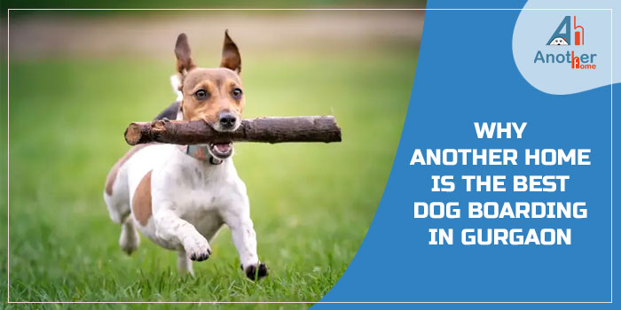 Why Another Home Is Considered The Best Dog Boarding In Gurgaon