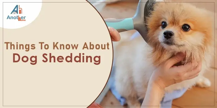 Things To Know About Dog Shedding