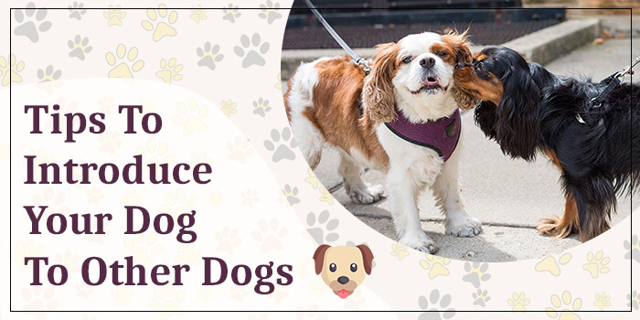 Tips To Introduce Your Dog To Other Dogs