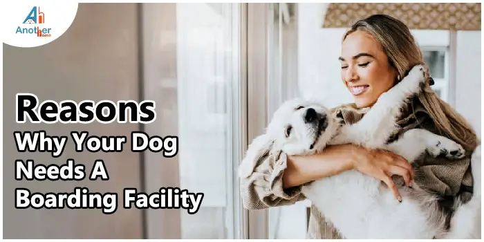 Top 5 Reasons Why Your Dog Needs A Boarding Facility