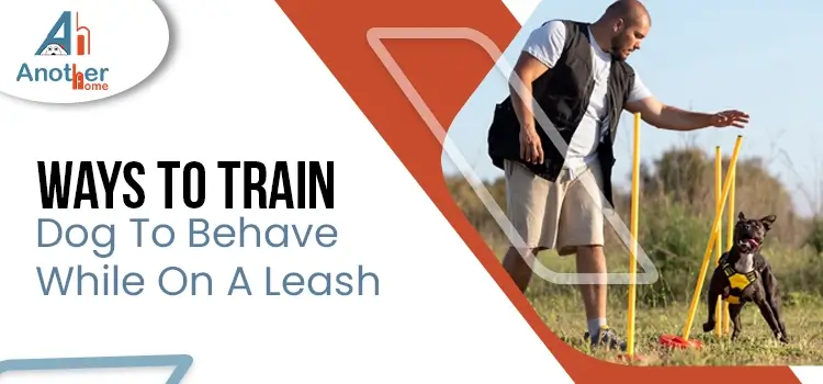Ways To Train Dog To Behave While On A Leash