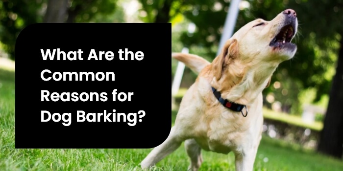 What Are the Common Reasons for Dog Barking