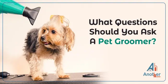 What Questions Should You Ask A Pet Groomer?