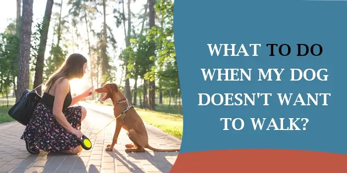 What To Do When My Dog Doesn't Want To Walk?