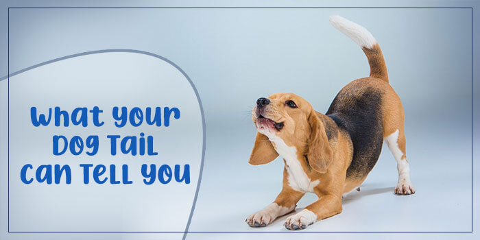 What Your Dog Tail Can Tell You