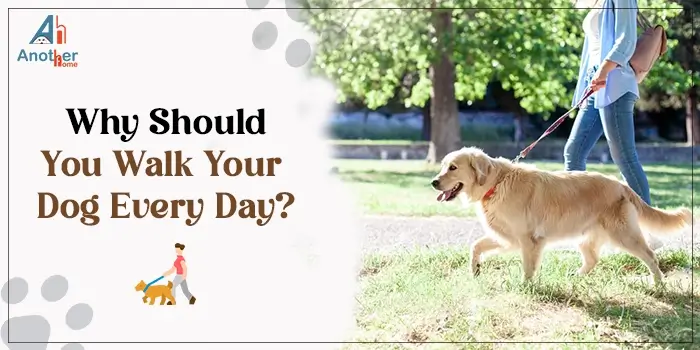 Why Should You Walk Your Dog Every Day?