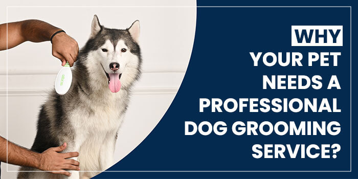 Why Your Pet Needs A Professional Dog Grooming Service?