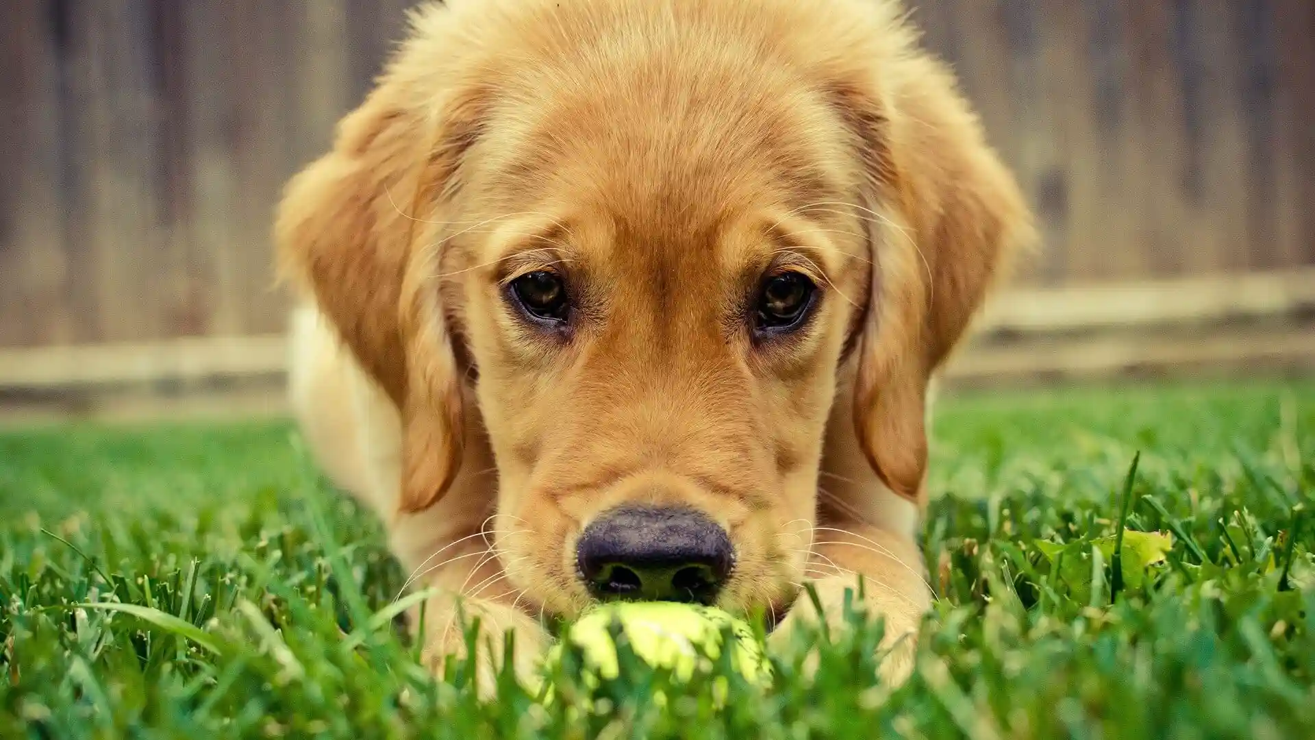Dog Boarding Center Noida