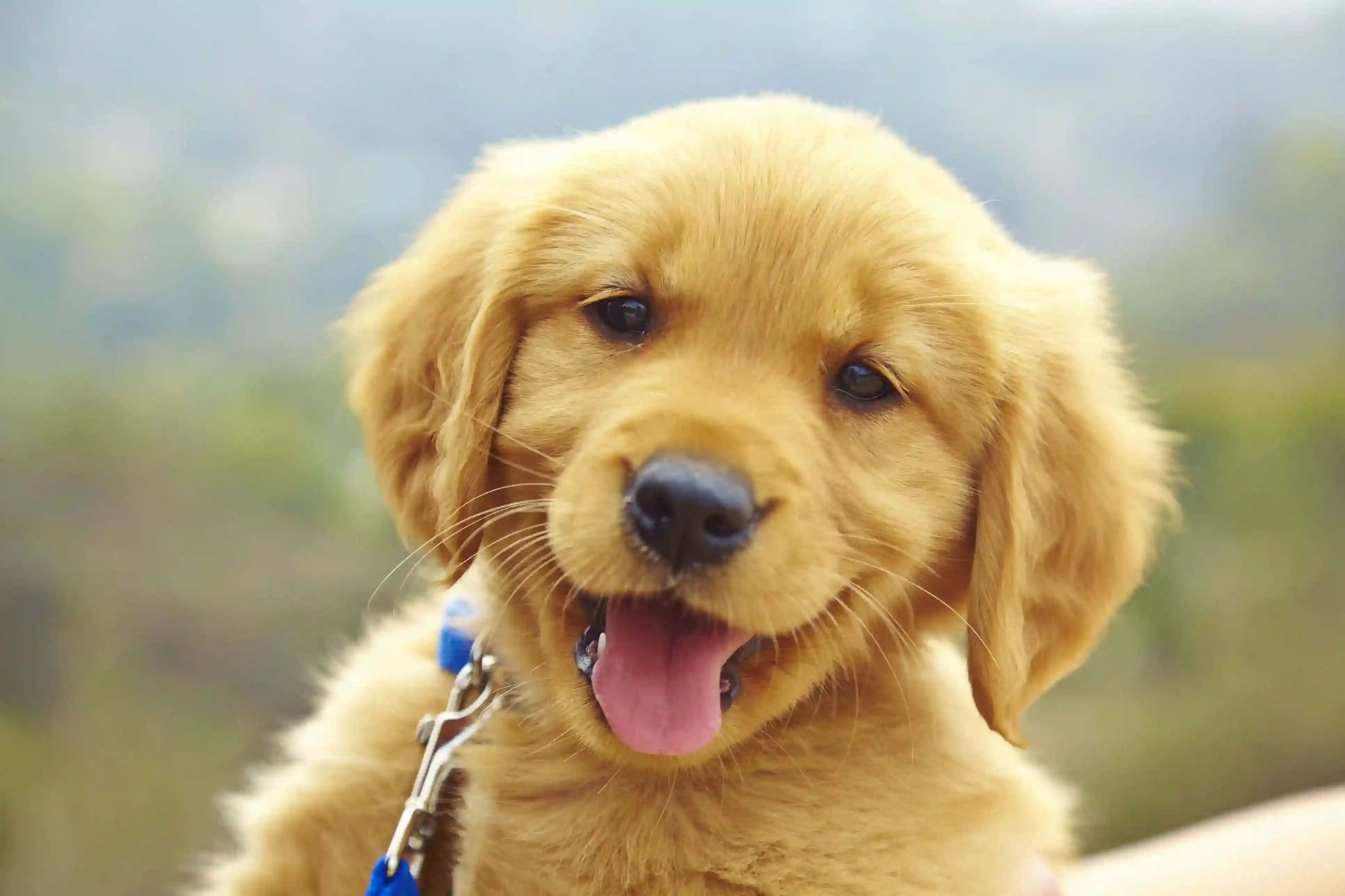 Best Dog Training Service In Noida