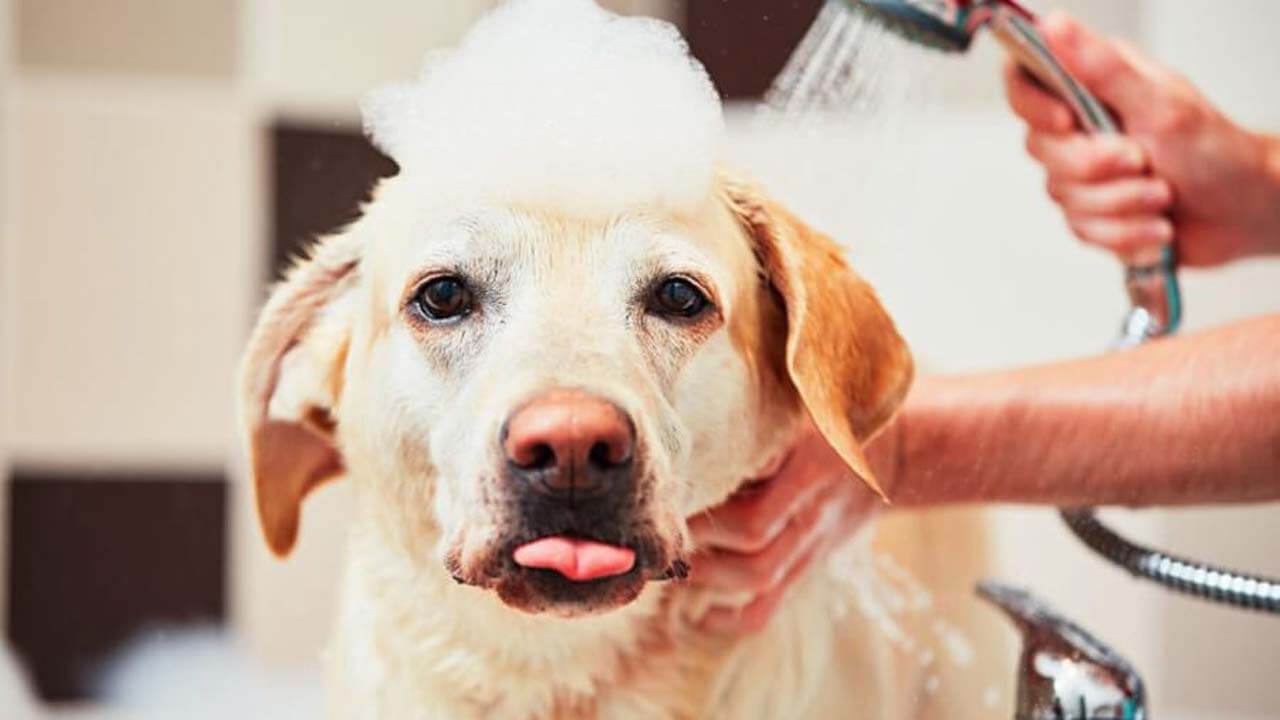 Dog Bathing Service Noida