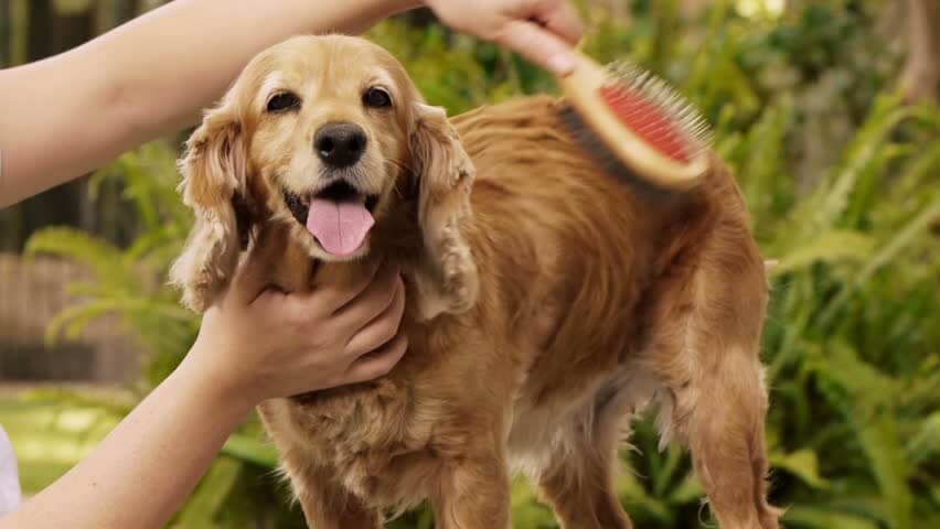 Dog Grooming Service Noida