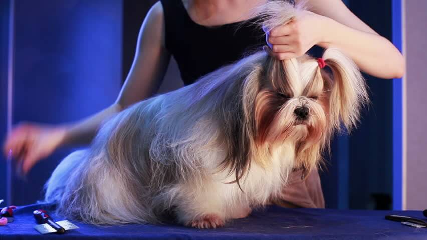 Dog Grooming Service Provider Delhi